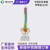 Modelo de Esqueleto de Coluna Vertebral Cervical com Coluna Colorida de Tamanho Médio e Pélvis Vertical 45cm Modelo de Esqueleto de Coluna Vertebral Massagem Ortopédica