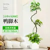 Forma Pie de Pato Madera Sala de Estar Maceta Grande Planta Verde Interior Sala de Estar Grande de Pie Flor Real Pila Vieja Pie de Pato Madera
