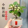 Pequena Árvore Tília Hope com Frutos Plantas em Vaso Plantas Verdes Zen Bonsai de Interior Escritório Sala de Estar Fortuna Florais de Mesa