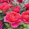 Dropshipping Sucos Varanda Mudas de Rosa Rosas Florindo Flores em Vasos Plantas Trepadeiras Cipós Rosa Plantas Verdes