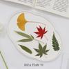 Folha de bordo, coquetel de ginkgo, folha de árvore real, decoração criativa, espécime de planta, flor seca, material em relevo feito à mão, lote