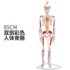 Modelo de Esqueleto Humano de 85cm Esqueleto Adulto de Corpo Inteiro de 170cm Modelo Humano Esqueleto Pequeno Modelo de Coluna Vertebral para Ensino