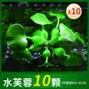 Plantas aquáticas lentilhas d'água, plantas de purificação tradicionais para aquário, esconderijo para tanque de tartaruga, jacinto d'água hidropônico, plantas aquáticas flutuantes para aquário