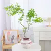Plantas de interior de escritorio Liuchuanfeng para salas de té, plantas verdes de inspiración zen, bonsáis de nuevo estilo chino, plantas en maceta decorativas para vestíbulos y oficinas