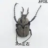 Especímenes de Insectos Mariposa, Insectos Reales, Animales, Escarabajos, Escarabajos Rinoceronte, Accesorios de Fotografía para Enseñanza y Educación, Envío Gratis a partir de 20 Yuan
