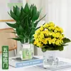 Bambu Guanyin, Bambu da Fortuna, Plantas Hidropônicas com Raízes, Flores, Plantas Verdes, Pothos Plantas de Vaso de Interior, Bambu de Transferência, Fácil de Cultivar na Água