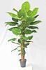 Simulación de comercio exterior taro verde simulación taro de hadas bonsái planta de simulación Guanyin goteante adornos decorativos en maceta venta al por mayor