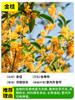 Um Pé de Mudas de Osmanthus, Plantas Verdes em Vasos, Árvores de Chão para Pátio, Flores para Exterior, Osmanthus de Quatro Estações, Osmanthus Dourado, Troncos Velhos