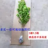 Envío directo de plántulas de boj, esquejes de boj, árboles de boj viejos de un solo tronco, setos verdes, plántulas para paisajismo de villas de jardín, resistentes al frío y al calor