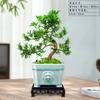 Bonsái Podocarpus Forma Interior Elegante Creativo Plantas en Maceta Fáciles de Cultivar y Mantener Mesa de Café Plantas Verdes Florales de Oficina