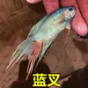 Pez Betta Chino Pez de Agua Fría Cola de Forca Común Fácil de Criar Pez Ornamental Cola de Forca Azul Fuego Australiano No Necesita Cambiar el Agua Alevín de Pez Betta Chino Cola de Forca Común Gigante