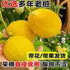Planta de Limonero en Maceta Aire Fresco, Flores Comestibles, Balcón Sala de Estar Interior, Plantas Verdes Grandes que Florecen en Todas las Estaciones