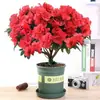 Rhododendron Flores en Maceta Plantas Verdes de Interior con Macetas Flores Frescas Plántulas de Plantas Rhododendron al por Mayor