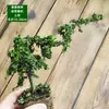 Materiales DIY para Micro-Paisajismo con Musgo, Hierba de Red Planta Individual, Tanque de Plantas Verdes Frescas, Paisajismo de Tanque de Agua y Tierra, Helechos y Otros