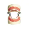 Modelo de Dente Dentário, Modelo de Cárie Dentária, Prática de Preparo Oral, Modelo de Dente Falso, Ferramenta de Ensino de Modelo de Dente Não Removível