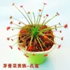Planta-armadilha, Nepenthes, Planta Carnívora, Planta Repelente de Mosquitos, Planta Armadilha de Mosquitos, Planta Super Grande Capturadora de Insetos, Planta Divertida em Vaso