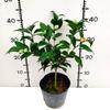 Dropshipping Camellia Plantones en Macetas de Cuatro Estaciones Plantones de Camelia de Doble Pétalo Plantas Verdes de Interior y Exterior Resistentes al Frío Cinco Colores Rojo Rojo