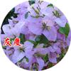 Plántulas de Buganvilla en Maceta Buganvilla Multicolor Plántulas de Flores Coloridas Plántulas Grandes de Doble Pétalo Buganvilla Bonsái Plantas Verdes