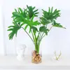 Plantas Hidropónicas Pluma de Primavera Filodendro en Maceta Interior Lluvia de Primavera Plantas Verdes Potos Perenne Cultivo en Agua Bueno Estilo de Escritorio Ins