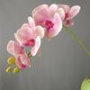 3D Silicone Algodão 7 Grande Orquídea Phalaenopsis Overseas Source Morandi Color Home Model Decoração de Casamento