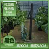 Haste de Musgo Esfagno Womuda Fixação de Planta Trepadeira Monstera Parede de Trepadeira Planta Quente Haste de Trepadeira Epífita Nova Haste de Plataforma de Água