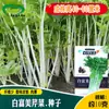 Semillas de Apio Fumei Blancas, Gruesas, Crujientes y Tiernas Semillas de Apio Blancas con Menos Fibra, Grasa y Hojas Verdes Tiernas, Venta Directa de Fábrica Semillas de Apio
