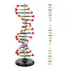 Modelo de estructura de doble hélice de ADN con base grande inicial Dispositivo experimental de demostración biológica de escuela secundaria Modelo genético genético