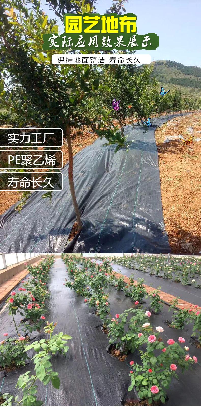 石榴1.jpg