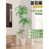Planta Viva Jacaranda Sala de Estar Planta Grande en Maceta Interior Fácil de Mantener de Pie Flor Real Paisaje Jardinería para Absorber Formaldehído