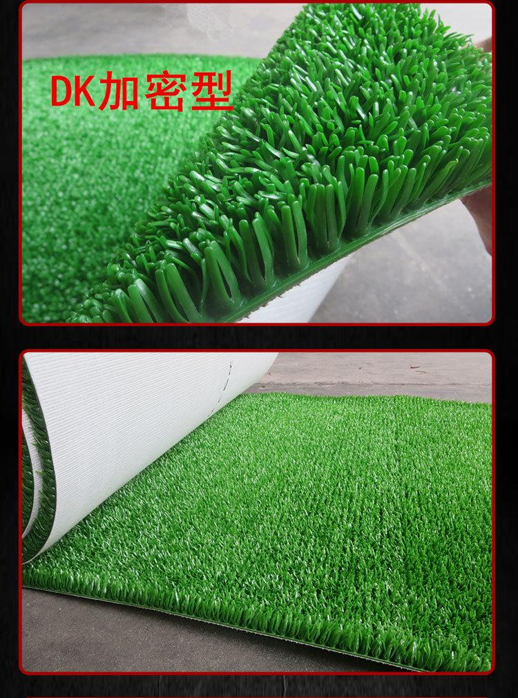 粘金草 (6).jpg