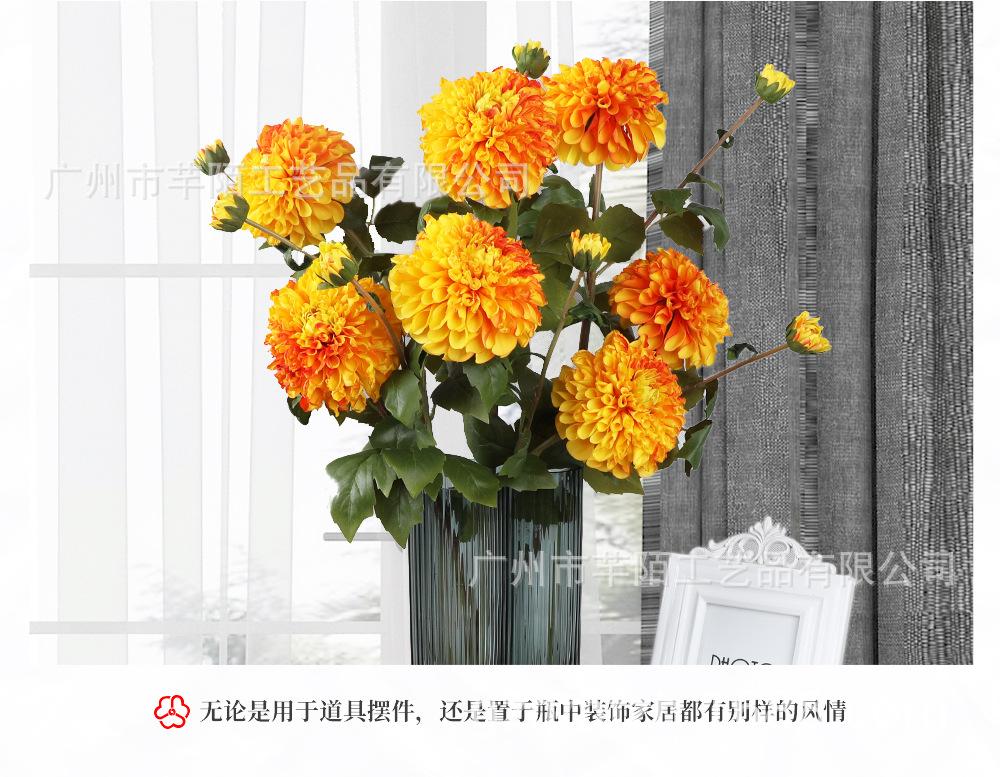 单枝丽人洋甘菊_06.jpg