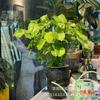Elfo Verde Celebridad de Internet, Planta en Maceta a Prueba de Radiación para Escritorio de Oficina Tolerante a la Sombra para Purificar el Aire, Plantas Verdes y Florales Fáciles de Cultivar para Principiantes