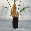Estilo nórdico mono dorado biónico Helecho Planta verde viral cabeza de mono Helecho en maceta árbol falso pelo dorado perro Helecho adornos para sala de estar interior