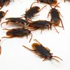 Día de los Inocentes cucaracha Xiaoqiang truco divertido asqueroso aterrador juguete accesorios de broma Suministro de AliExpress
