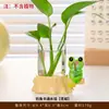 Rana Mascotita Linda Pesca Florero Hidropónico Decoración de Entrada Sala de Estar Adornos Animal de Dibujos Animados Cultura de Agua Planta Verde Florero