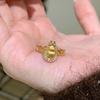 Novo Anel de Abóbora em Fio de Ouro com Zircônia Estilo Chinês Anel Feminino com Diamante Sentido de Alto Padrão Livro de Chapeuzinho Vermelho Anel Aberto Vivo
