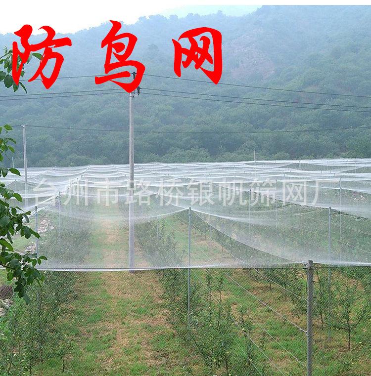 防鸟网6.jpg