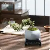 Planta en Maceta Pequeña Estilo Acantilado Nieve de Junio con Borde Dorado, Raíces Elevadas, Tocón Viejo Floreciente, Bonsái Inspirado en Zen para Escritorio o Interior de Oficina