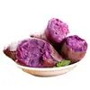 Batatas Púrpuras Frescas, Batatas de Corazón Morado, Batatas Recién Desenterradas, Batatas de Castaña, Verduras Cultivadas en la Granja