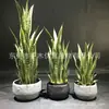 Orquídea Tigre de alta imitación, borde verde amarillo simulado, Orquídea Tigre de Phnom Penh, bonsái, monobloque, decoración del hogar nórdico, fabricantes