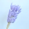 Hierba de cola de conejo seca flor seca decoración del hogar sala de estar arreglo floral DIY material floral decoración literaria fresca ins flor natural venta al por mayor