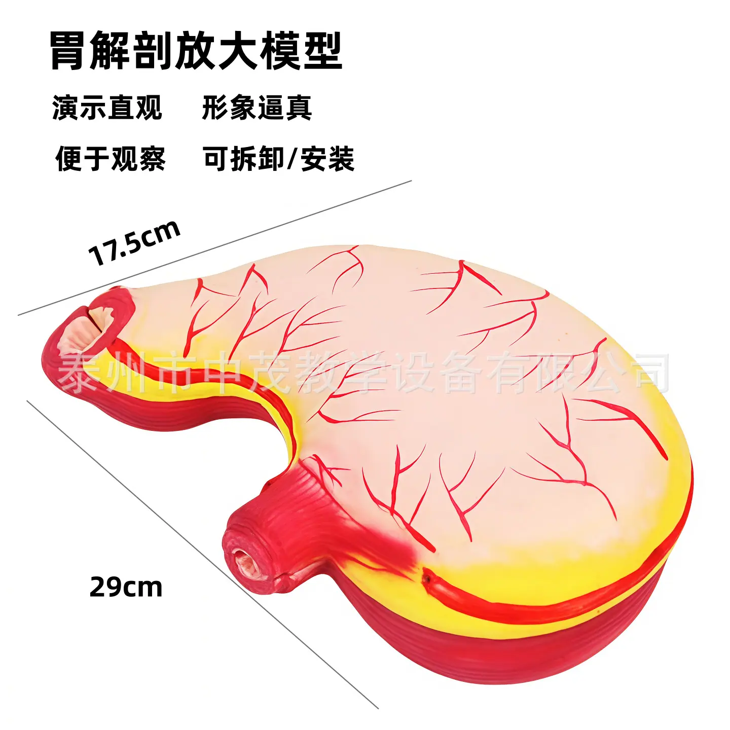 胃解剖 2.png