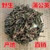 El Diente de León Crece en la Naturaleza, Fuente Directa de Materiales Medicinales Chinos de Diente de León, Sin Azufre y Sin Impurezas, Venta al por Mayor desde el Origen