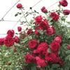 Plántulas de Rosas Trepadoras, Variedades Fragantes de Flores Grandes, Florecen Continuamente en Todas las Estaciones, Adecuadas para Trepar en Muros y Plantación en Jardines, Plantas en Maceta