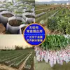 Bolsas de Tela No Tejida para Plántulas, Bolsas Biodegradables para Plantar, Macetas Nutritivas Blancas, Macetas Desechables con Raíces Reforzadas