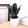 Planta verde em vaso de hera por atacado, orquídea aranha de varanda, planta verde, planta de flor, árvore do dinheiro, flor da longevidade, grande desconto