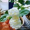 Jazmín de Cristal en Maceta Flor de Lirio Blanco Flor de Interior Planta Verde para Balcón Florece Todo el Año Flor Colmillo de Perro Planta Cabeza de León