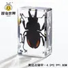 Artesanías de especímenes, insectos reales, escarabajo ciervo, escorpión, escarabajo, araña, regalos de enseñanza de ciencias biológicas, adornos de resina
