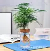 Atacado do Fabricante Garrafa de Vidro Hidropônico Vidro de Alto Borossilicato Micro Paisagem Garrafa Ecológica Paisagismo de Plantas Garrafa Redonda Pote com Vedação