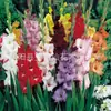 Bulbos de Semilla de Azafrán Medicinal, Plántulas, Semillas, Plantas Florales en Maceta, Crocus, Bulbos de Plantas Resistentes para Jardín Exterior